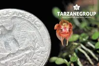 PLEUROTHALLIS DRESSLERI MICRO MINIATURE ORCHID LARGE MOUNTED