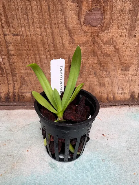 Vanda hennisiana (Vanda)
