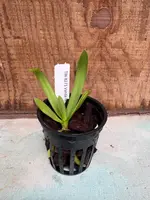 Vanda hennisiana