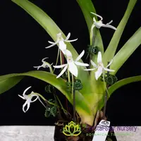 Jumellea Arachnantha