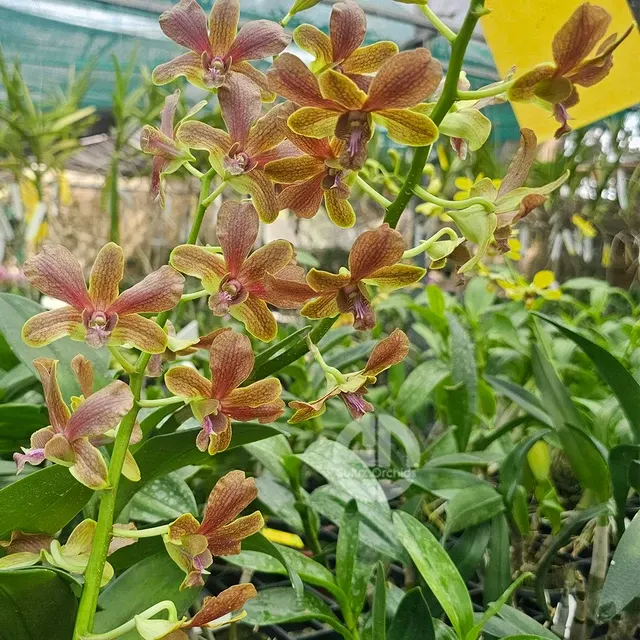Dendrobium Burana Jade x Lasianthera (Dendrobium)