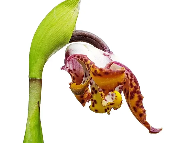Maxillaria elegantula (Maxillaria)