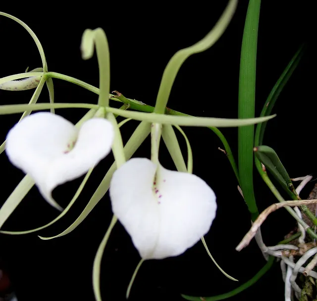 Brassavola cordata (Brassavola)
