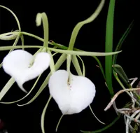 Brassavola cordata