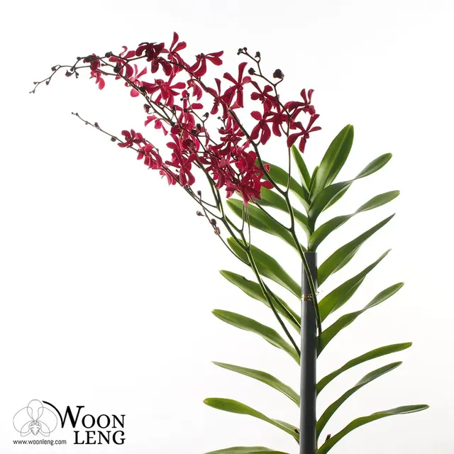 Renanthera Hybrid (Renanthera)