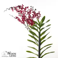 Renanthera Hybrid