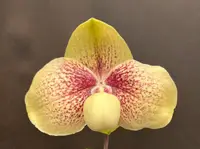 Paphiopedilum NATHANIEL’S KY (hangianum x leucochilum)