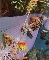 Bulbophyllum hirundinis