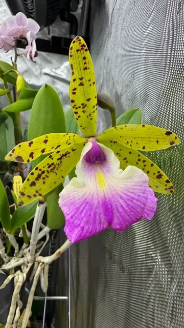 Brassocattleya Teresa Ricci
