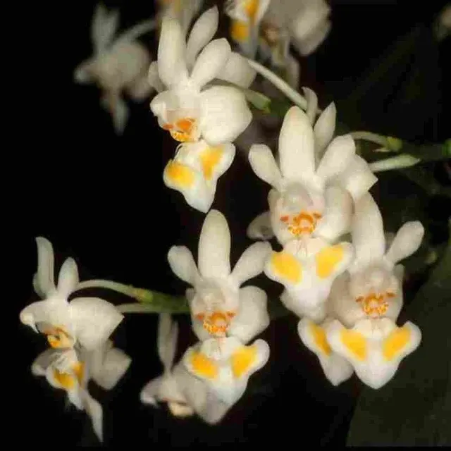 Phalaenopsis gibbosa sp (Phalaenopsis)