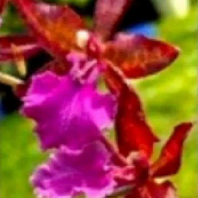 Oncidium Massai Pink (Oncidium)