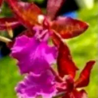 Oncidium Orchid Plant Massai Pink Seedling