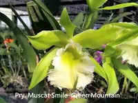 Pry. Muscat Smile 'Green Mountain' (Psh. mariae x Rlc. Lester McDonald) (M478) (Hybrid) Pry.=Prosrhyncholeya / Psh.=Prosthechea / Rlc.=Rhyncholaeliocattleya