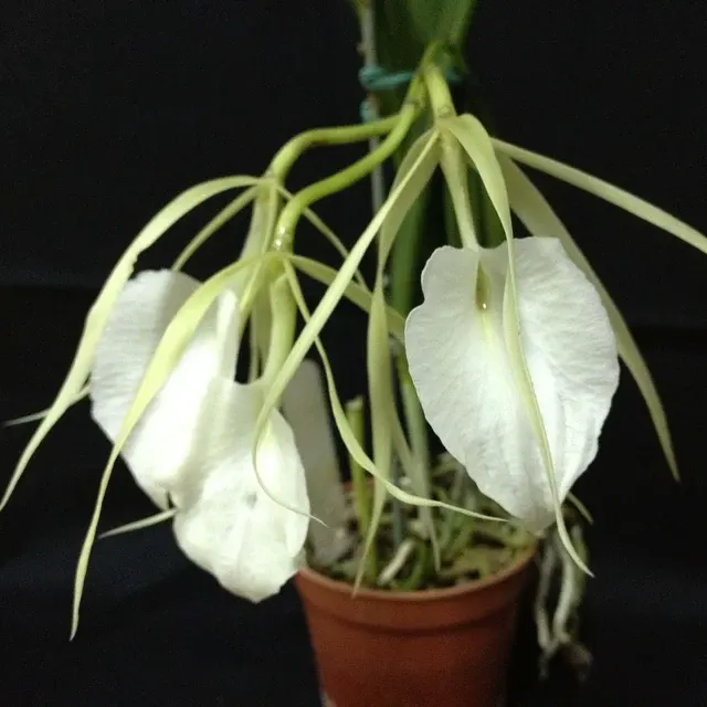 Brassavola nodosa 'Whimsy' (Brassavola)