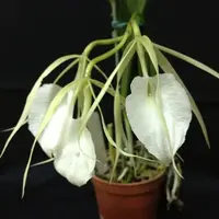 Brassavola nodosa ‘Whimsy’ FCC/AOS