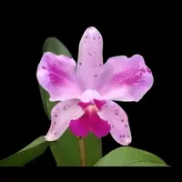 Cattleya amethystoglossa var. flammea