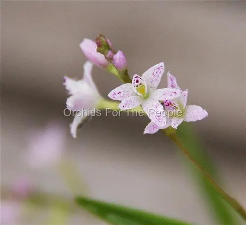 Epidendrum fimbriatum