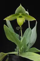 Paphiopedilum sukhakulii Alba