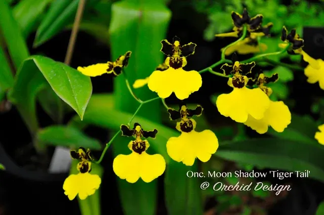 Gomesa Moon Shadow 'Tiger Tail' (Gom. Hornet x Gom. Big Bee) 'Tiger Tail' (Gomesa)