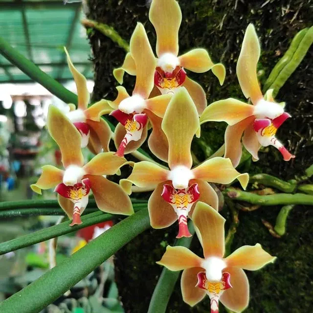 Paraphalaenopsis denevei