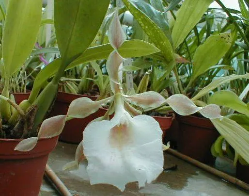 Trichopilia tortilis