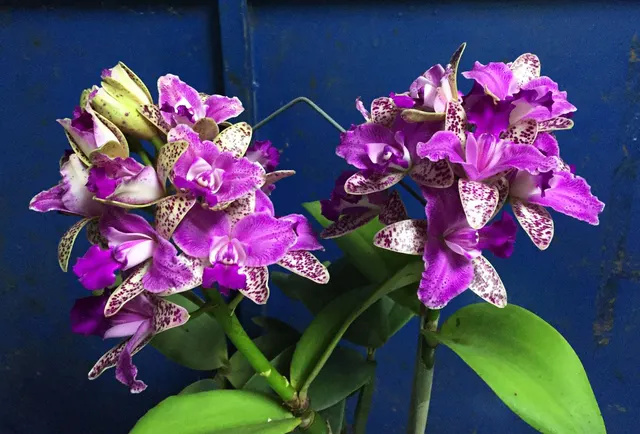 Cattleya Yuan Dung Sweet 'Dragon Fruit' (Cattleya)