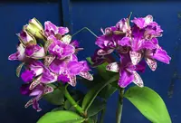 C. Yuan Dung Sweet 'Dragon Fruit' (Monte Elegante x Yen Redface) (YD067) (Hybrid)