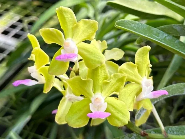 Vandachostylis Motes Key Lime