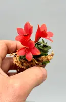 Dendrobium cuthbersonii "Red"