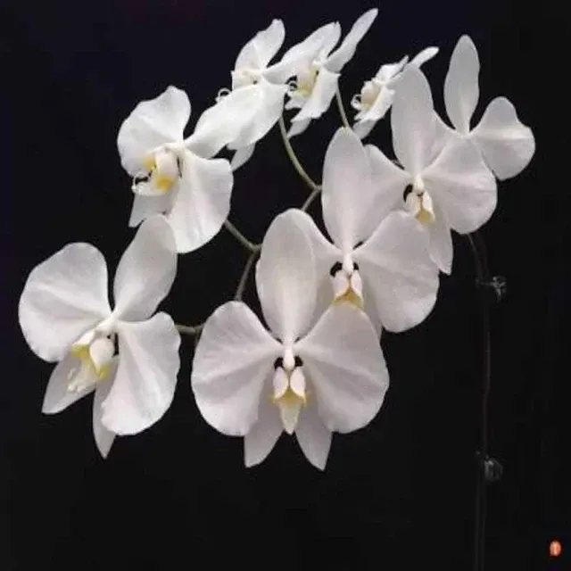 Phalaenopsis amabilis from (Phalaenopsis)