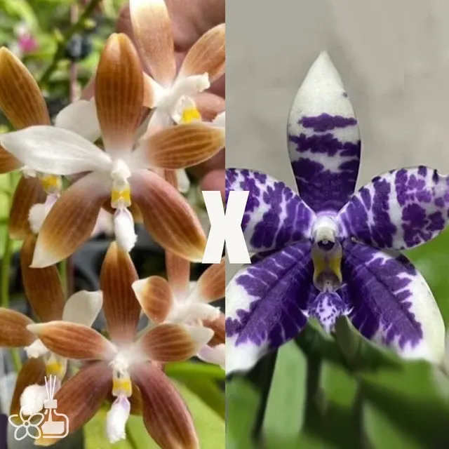 Phalaenopsis tetraspis Coffee x Lioulin Blue Parrot
