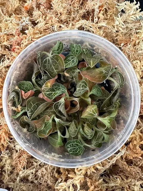 Anoectochilus chapaensis (Anoectochilus)