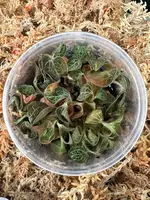 FLASK Anoectochilus chapaensis (burmannicus)