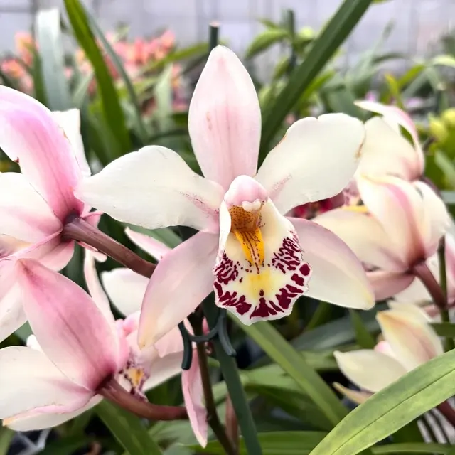 Cymbidium Little Stef