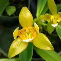 Phalaenopsis cornu-cervi var. alba (peloric) — Fără flori, frunza cu defect - ghiveci 2.5 inch