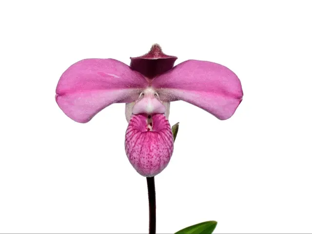 Phragmipedium Arturo Valenza (Phragmipedium)
