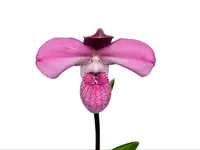 Phragmipedium Arturo Valenza