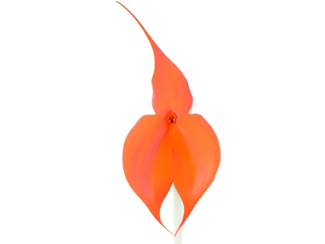 Masdevallia veitchiana (Masdevallia)