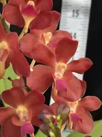 Perreiraara Tango Fire