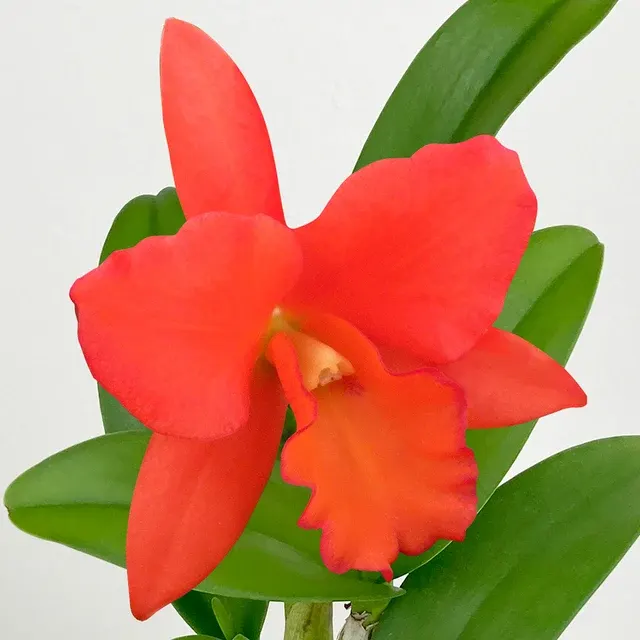 Brassolaeliocattleya Orchid Dan O’Neil ‘Jubilee’ HCC/AOS (Brassolaeliocattleya)