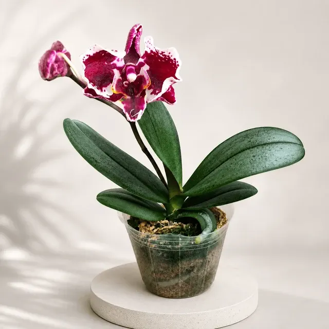 Phalaenopsis Miki Phantom