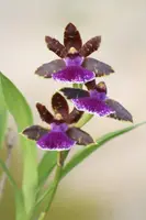 Zygopetalum Jumpin' Jack - 4" pots