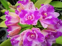 C. Monte Elegante 'Hsin Pu' (MCL183) (Hybrid) SS