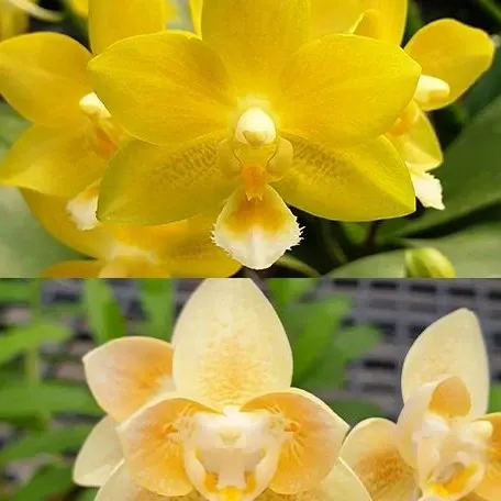 Phalaenopsis Yaphon Perfume 'Yellow' (Phalaenopsis)