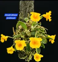 Dendrobium Jenkinsii