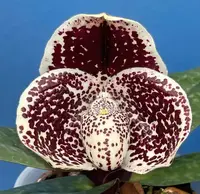 Paphiopedilum S Gratrix (bellatulum x godefroyae)
