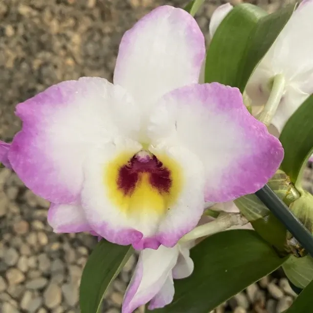 Dendrobium Brilliant Smile Parfumat 'Royal'