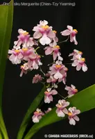 Onc. Tsiku Marguerite 'Chian-Tzy Yearning'