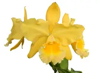 Rhyncholaeliocattleya Memoria Hazel Glover