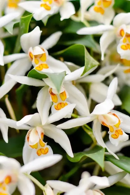Coelogyne Linda Buckley
